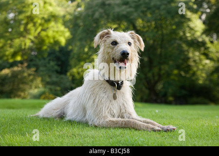 Lurcher liegend nach unten außen auf einer Wiese Stockfoto