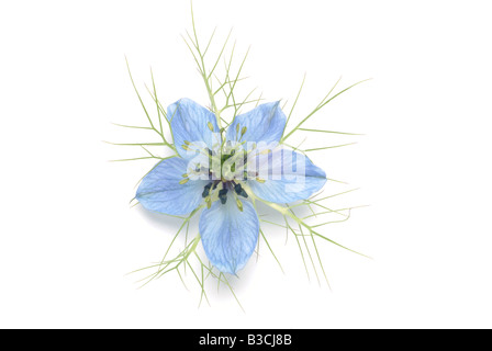 Heilpflanze Schwarzkümmel Liebe in einem Nebel Pflanze Nigella sativa Stockfoto