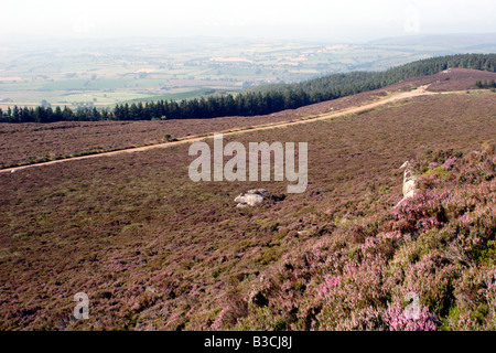 Heather Moor auf dem Simonside Trail, Northumberland, UK Stockfoto