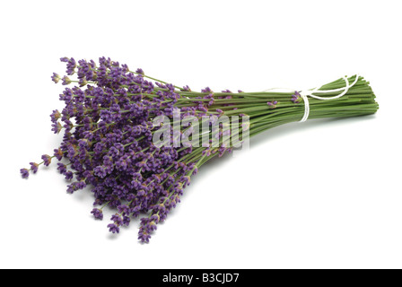 Heilpflanze Lavendel Lavandula Angustifolia Lavandula Officinalis Lavendel vulgaris Stockfoto