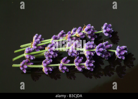 Heilpflanze Lavendel Lavandula Angustifolia Lavandula Officinalis Lavendel vulgaris Stockfoto