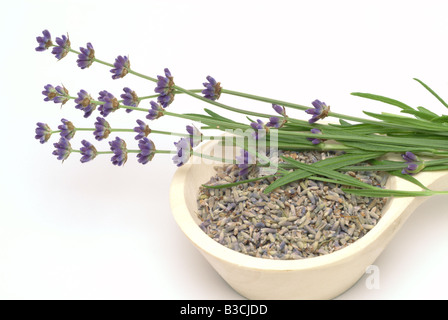 Heilpflanze Lavendel Lavandula Angustifolia Lavandula Officinalis Lavendel Vulgaris getrocknete Blüten Stockfoto