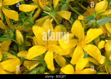 Blüten der Heilpflanze Saint John s Würze gemeinsame St. Johanniskraut Iperico Amber Hypericum perforatum Stockfoto