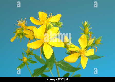 Blüten der Heilpflanze Saint John s Würze gemeinsame St. Johanniskraut Iperico Amber Hypericum perforatum Stockfoto