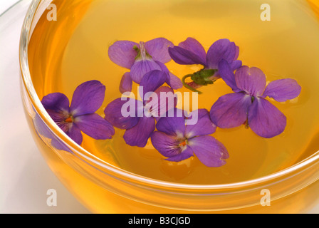 Heilkräuter Tee und Blüten der Heilpflanze violett Viola Odorata Viola mammola Stockfoto