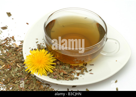 medizinischer Tee gemacht von Taraxacum Officinale Medicinal plant gemeinsame Löwenzahn Tee Pianta Medicinale Soffione Dente de Leone Te Stockfoto