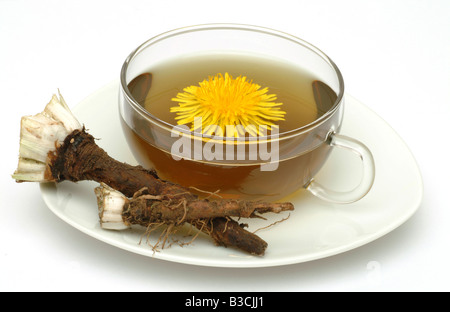 medizinischer Tee gemacht von Taraxacum Officinale Medicinal plant gemeinsame Löwenzahn Tee Pianta Medicinale Soffione Dente de Leone Te Stockfoto