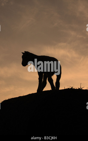 Frühling Lamm stehend auf Heuballen Silhouette gegen einen Sonnenuntergang in Suffolk Stockfoto