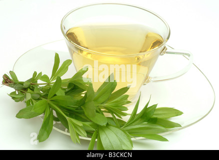 Tee aus Waldmeister medizinischer Tee Herbtea Woodrufftea Galium Odoratum Asperula Odorata Caglio Oderoso Te Stockfoto