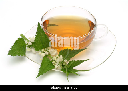 Arzneimittel Tee weißer tote Nessel frische Teile und Tasse Tee Kräuter Heilpflanzen Falsa ortica Bianca te gemacht Stockfoto