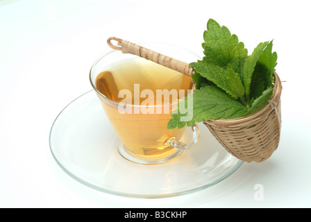 medizinischer Tee gemacht, der Balsam Zitronenmelisse süße frische Melissenblätter und eine Tasse Tee Kraut Heilpflanze Citronella Melissa Vera te Stockfoto