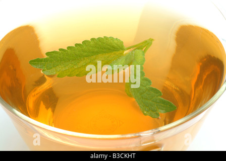 medizinischer Tee gemacht, der Balsam Zitronenmelisse süße frische Melissenblätter und eine Tasse Tee Kraut Heilpflanze Citronella Melissa Vera te Stockfoto