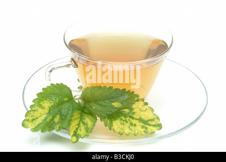 medizinischer Tee gemacht, der Balsam Zitronenmelisse süße frische Melissenblätter und eine Tasse Tee Kraut Heilpflanze Citronella Melissa Vera te Stockfoto