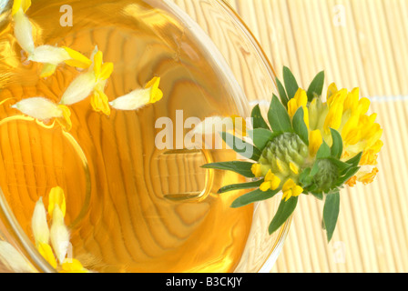 Niere Wicke Heilpflanze medizinischer Tee Vulneraris Anthyllis Vulneraria te Stockfoto