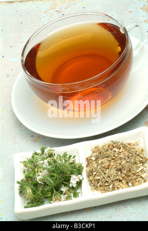 Yarrowtea Schafgarbe Tee Infuso di Millefolgio Schafgarbe Achillea Millefolium Millefoglio Stockfoto