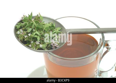 Tee-Kräutertee Heiltee Tee aus Thymian Thymiantee medizinischer Tee Herbtea Thymian Thymetea Thymus Vulgaris timo Stockfoto