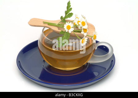 medizinischer Tee Herbtea Mutterkraut Heilpflanze Kraut Chrysanthemum Parthenium Erba Amara Vera Te Medicinale Stockfoto