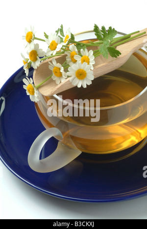 medizinischer Tee Herbtea Mutterkraut Heilpflanze Kraut Chrysanthemum Parthenium Erba Amara Vera Te Medicinale Stockfoto