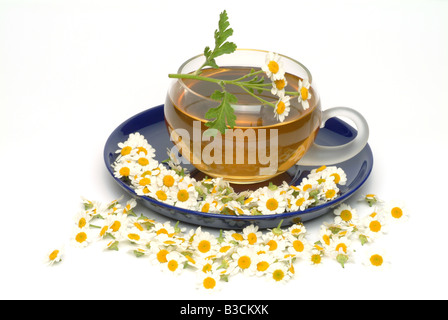 medizinischer Tee Herbtea Mutterkraut Heilpflanze Kraut Chrysanthemum Parthenium Erba Amara Vera Te Medicinale Stockfoto