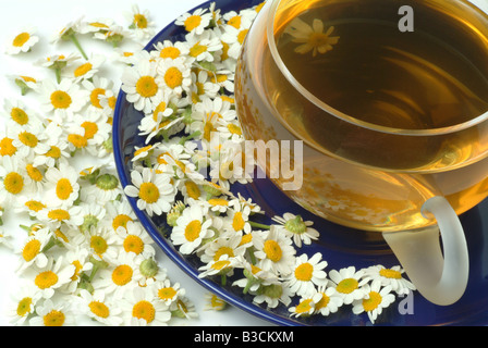 medizinischer Tee Herbtea Mutterkraut Heilpflanze Kraut Chrysanthemum Parthenium Erba Amara Vera Te Medicinale Stockfoto