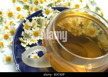 medizinischer Tee Herbtea Mutterkraut Heilpflanze Kraut Chrysanthemum Parthenium Erba Amara Vera Te Medicinale Stockfoto