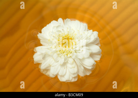 einzelne Blüte auf Tee Anthemis Nobilis römische Kamille Heilpflanze Kraut Kamille romana Stockfoto