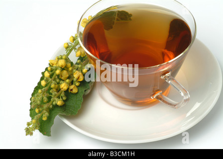 medizinischer Tee Herbtea gemacht von Verbascum Nigrum Verbasco Stockfoto