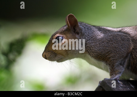 20 07 08 graue Eichhörnchen Sciurus Caroliniensis sitzen auf einem Vogel Tisch Stockfoto