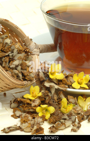 medizinischer Tee gemacht, der große Königskerze Verbascum Densiflora Nigrum Thapsus Verbasco Falso Barbasso Stockfoto