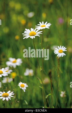 Margeriten (Chrysanthemum Leucanthemum), Nahaufnahme Stockfoto