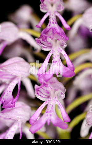 Militärische Orchidee Orchis Militaris, Orchidee Stockfoto