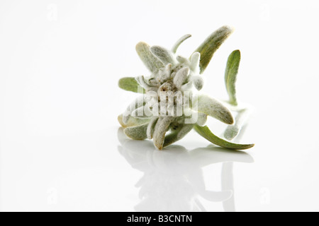 Edelweiss Blumen (Leontopodium Alpinum) Stockfoto