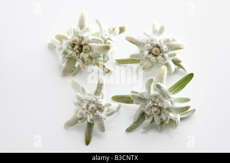 Edelweiss Blumen (Leontopodium Alpinum), erhöhten Blick Stockfoto