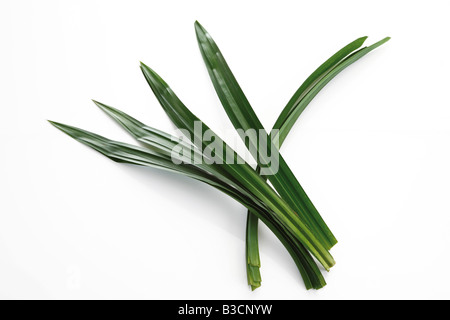 Schraube Kiefer Blätter (Pandanus Amaryllifolius), erhöhten Blick Stockfoto