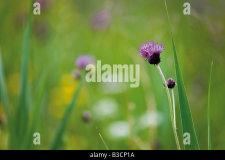 Brown-Flockenblume Blüten, Nahaufnahme Stockfoto