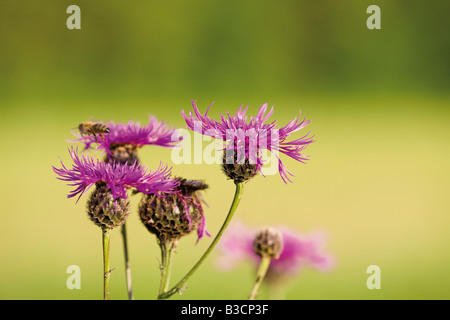 Brown-Flockenblume Blüten, Nahaufnahme Stockfoto