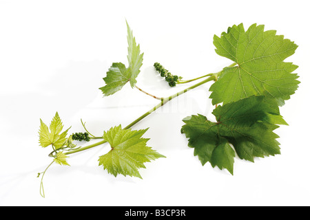 Niederlassung von einer Weinrebe, Nahaufnahme Stockfoto