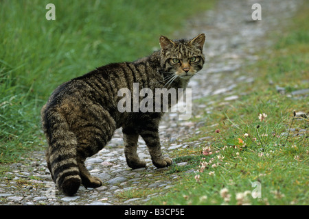 Schottische wilde Katze Felis Silvestris zu Fuß auf einem Pfad in den Wald im Cairngorm National Park Highlands Schottland Stockfoto