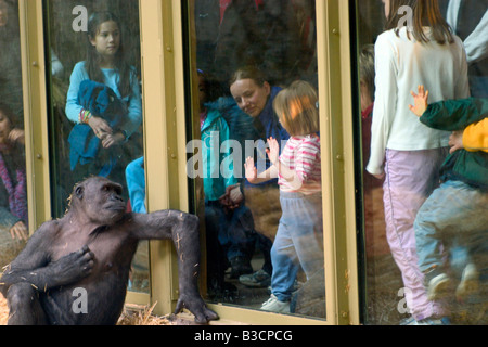 Ein Gorilla und Kinder beobachten einander in einem zoo Stockfoto