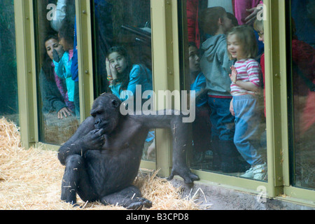 Ein Gorilla und Kinder beobachten einander in einem zoo Stockfoto