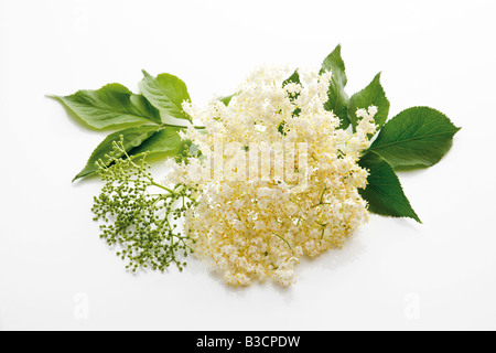 Holunderblüten ((Sambucus), Nahaufnahme Stockfoto