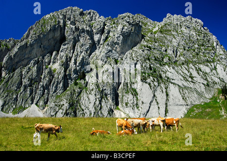Vieh auf einem Berg Alm am Fuße des Gebirges Gastlosen, Ablaendschen, Préalpes Fribourgeoises, Schweiz Stockfoto