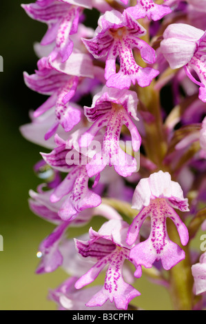 Militärische Orchidee Orchis Militaris Orchidee Stockfoto