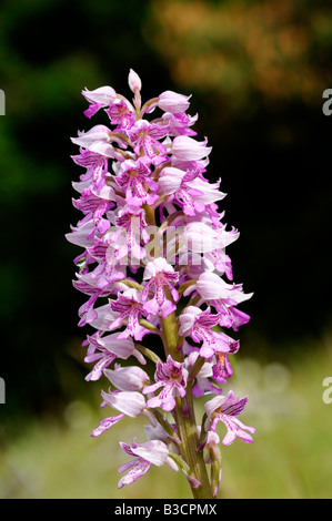 Militärische Orchidee, Orchis militaris, Orchidee Stockfoto