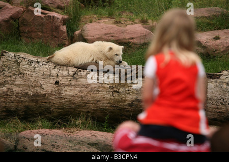 Junge Besucher betrachten Flocke (Schneeflocke) Polar Bear Cub genießen in ihr Gehege im Zoo Nürnberg Stockfoto