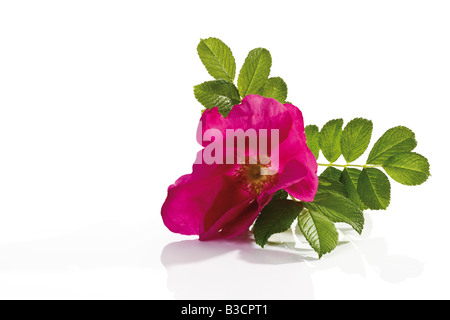 Blüten des Hundes rose (Rosa Canina), Nahaufnahme Stockfoto