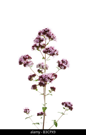 Wilden Majoran (Origanum Vulgare) Stockfoto