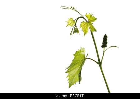 Niederlassung von einer Weinrebe, Nahaufnahme Stockfoto