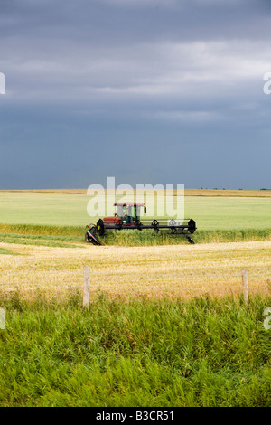 Eine Ernte von einem Landwirt im ländlichen Alberta geerntet Stockfoto
