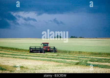 Eine Ernte von einem Landwirt im ländlichen Alberta geerntet Stockfoto